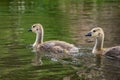 Canada goose goslings Royalty Free Stock Photo