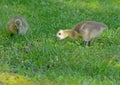 Canada Goose goslings eating green grass. Royalty Free Stock Photo