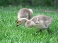 Canada goose goslings eating on the green meadow Royalty Free Stock Photo