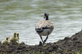 A Canada Goose and Goslings