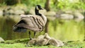 Canada goose and goslings Royalty Free Stock Photo