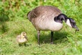 Canada goose and goslings Royalty Free Stock Photo