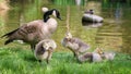 Canada goose and goslings Royalty Free Stock Photo