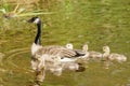 Canada goose and goslings Royalty Free Stock Photo