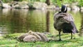 Canada goose and goslings Royalty Free Stock Photo