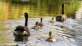 Canada goose and goslings Royalty Free Stock Photo