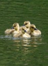 Canada Goose Goslings