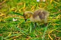 Canada goose goslings Royalty Free Stock Photo