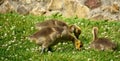 Canada goose goslings Royalty Free Stock Photo