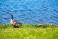Canada Goose and goslings Royalty Free Stock Photo