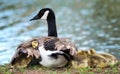 Canada goose goslings snuggling with mother Royalty Free Stock Photo