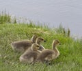 Canada Goose Goslings Royalty Free Stock Photo