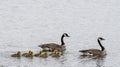 Canada Goose Goslings