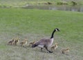 Canada Goose Goslings