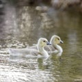 Canada Goose Goslings Swimming