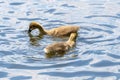 Canada Goose Goslings, Swimming In The Water On A Sunny Day