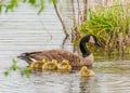 Canada Goose Goslings Royalty Free Stock Photo