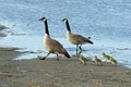 Canada Goose and Goslings Royalty Free Stock Photo