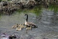 Canada Goose and Goslings & x28;Branta canadensis& x29;