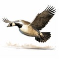 Canadian Goose Flying Illustration In Comic Book Style Royalty Free Stock Photo