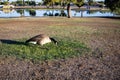 Canada goose grazes on a green patch of grass in Cortez Park, Phoeniz, AZ
