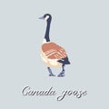 Canada goose. Hand-drawn bird. Vintage collection. Vector illustration. Royalty Free Stock Photo