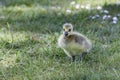 Canada Goose hatchlings in the grass close to the water Gota Kanal