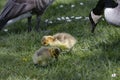 Canada Goose hatchlings in the grass close to the water Gota Kanal