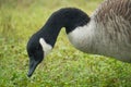 Canada Goose head close up Royalty Free Stock Photo