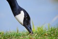 Canada Goose head close-up eating grass Royalty Free Stock Photo