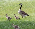 Canada Goose And Her Goslings Royalty Free Stock Photo