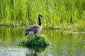 Canada Goose on her nest with two recently hatched chicks, A nest built on the water, soft yellow goslings Royalty Free Stock Photo