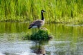Canada Goose on her nest with two recently hatched chicks, A nest built on the water, soft yellow goslings Royalty Free Stock Photo