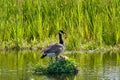 Canada Goose on her nest with two recently hatched chicks, A nest built on the water, soft yellow goslings Royalty Free Stock Photo