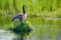 Canada Goose on her nest with two recently hatched chicks, A nest built on the water, soft yellow goslings Royalty Free Stock Photo