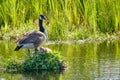 Canada Goose on her nest with two recently hatched chicks, A nest built on the water, soft yellow goslings Royalty Free Stock Photo