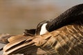 Canada Goose hiding head Royalty Free Stock Photo