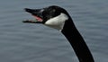 Canada Goose honking Royalty Free Stock Photo