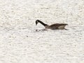 Canada Goose Hunting for Food