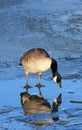 Canada Goose on Ice