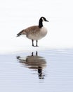 Canada goose on ice Royalty Free Stock Photo