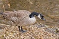 Canada goose standing on its nest in the marsh Royalty Free Stock Photo