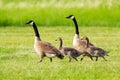 Canada goose juveniles are walking with parents in green lawn Royalty Free Stock Photo