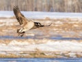 Canada goose landing in Alaska