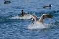 Canada Goose Landing in the Blue Water Royalty Free Stock Photo