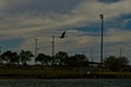 Canada goose Landing. Royalty Free Stock Photo