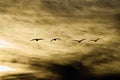 Canada goose Landing, Canyon, Texas, . Royalty Free Stock Photo