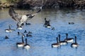 Canada Goose Landing Among Friends on the Blue Pond Water Royalty Free Stock Photo