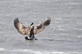 Canada Goose Landing on a Frozen Lake Royalty Free Stock Photo