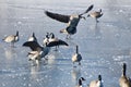 Canada Goose Landing on Frozen Lake Royalty Free Stock Photo